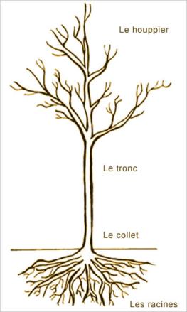 Biologie : silhouette de l'arbre