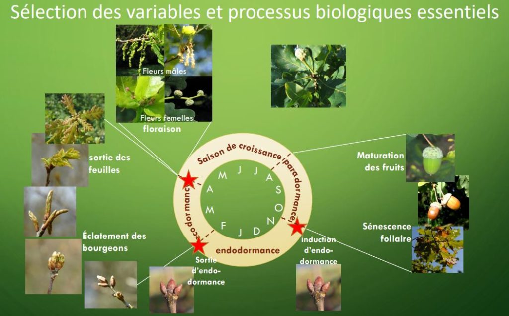 shéma du cycle de reproduction du chêne, avec photos des organes