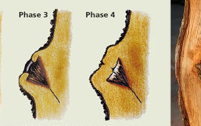 Comment l’arbre réagit à une blessure