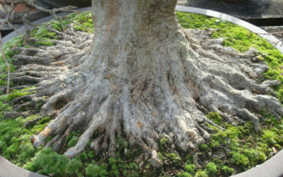 Les racines des arbres