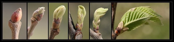 50 Graines D’arbre à Bourgeons Rouges Et Blancs – Pour Plantation Intérieur Ou Extérieur – Fraîches Et De Bonne Qualité