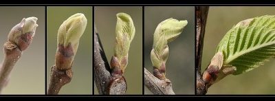 La levée de dormance des bourgeons