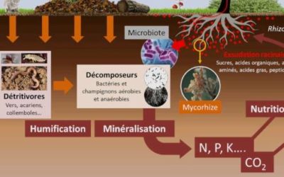 Les nutriments minéraux