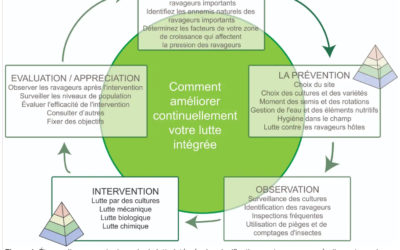 Protection sanitaire : comment la raisonner ?