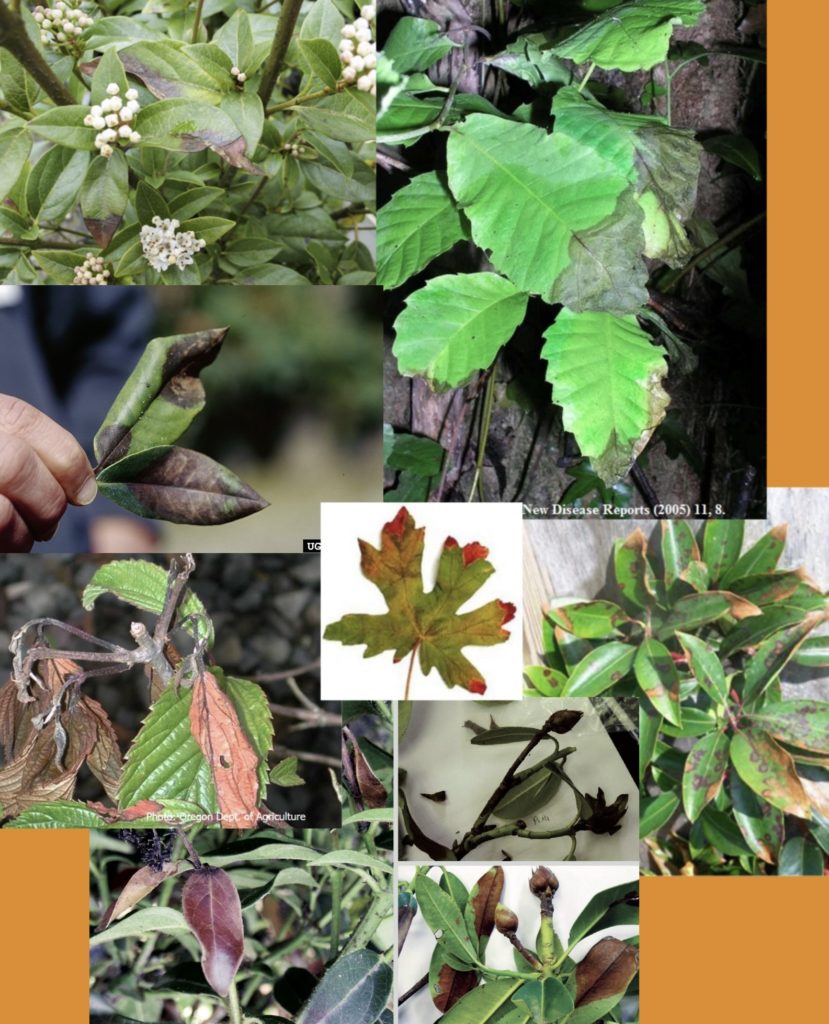 Phytophthora sur Feuilles