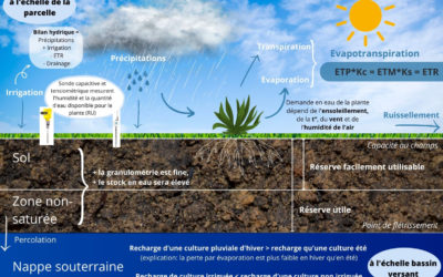 Quand arroser les arbres en conteneur ? 