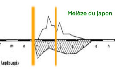 Pourquoi les rempotages d’automne échouent souvent en Europe… et réussissent si bien en Asie