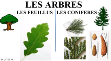 images feuille feuillus/conifères